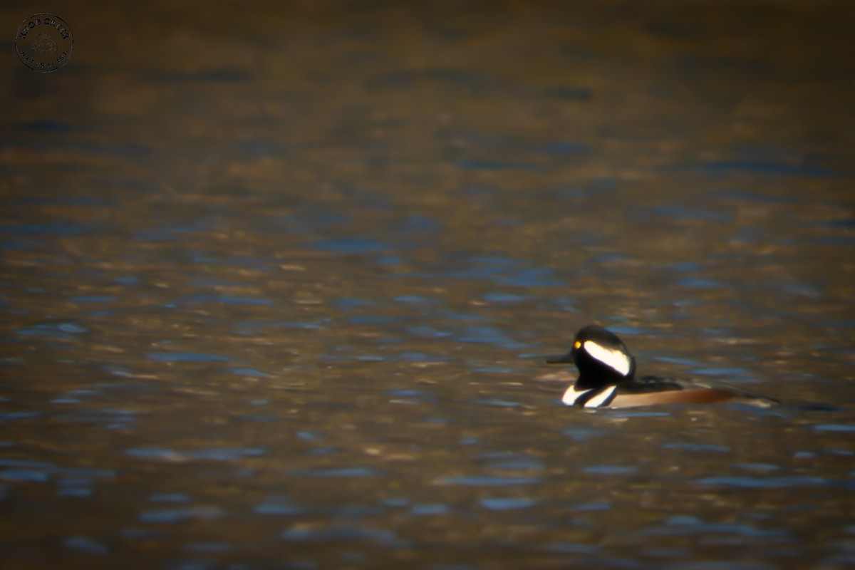 Hooded Merganser - ML646696348