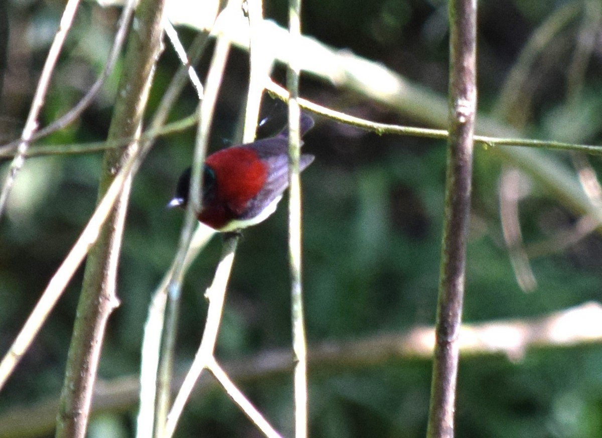 Crimson-backed Sunbird - ML646696351