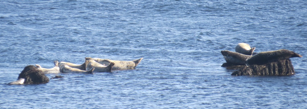 Animals - ML646696353