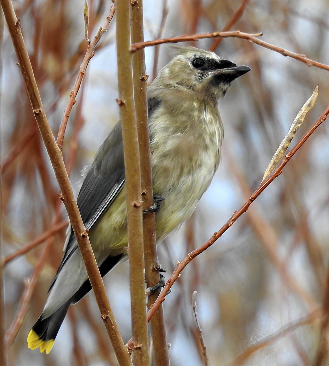 Buztanori amerikarra - ML646696355