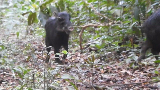 White-lipped Peccary - ML646696356