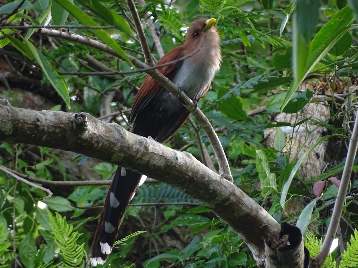 Common Squirrel-Cuckoo - ML646696357