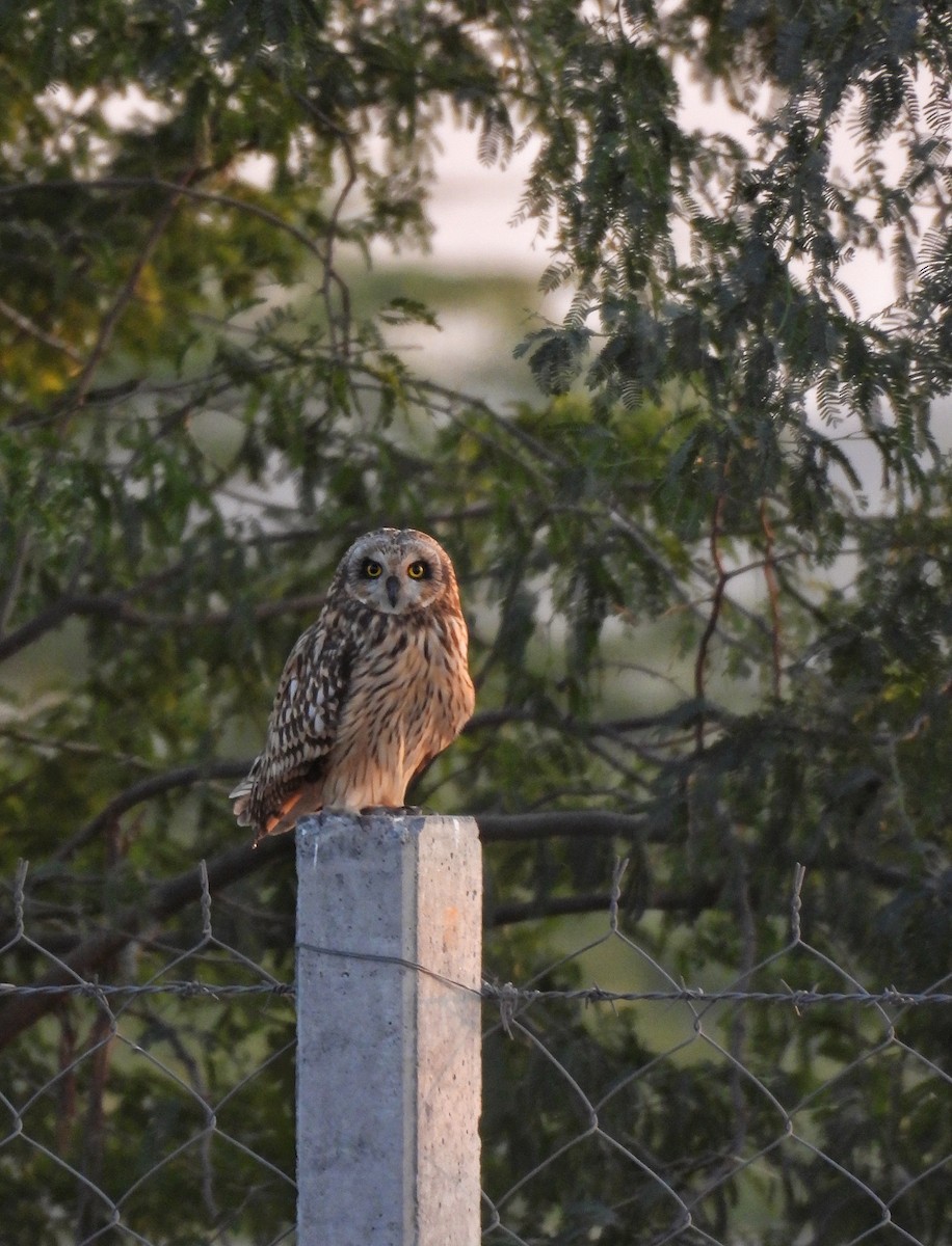 コミミズク - ML646696361