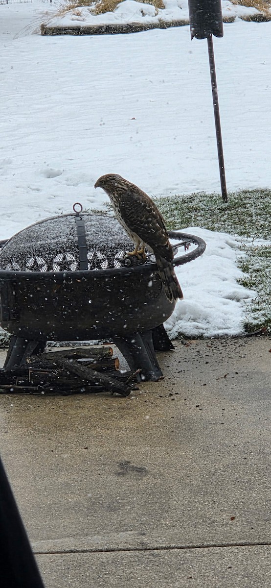 Gavilán de Cooper - ML646696363