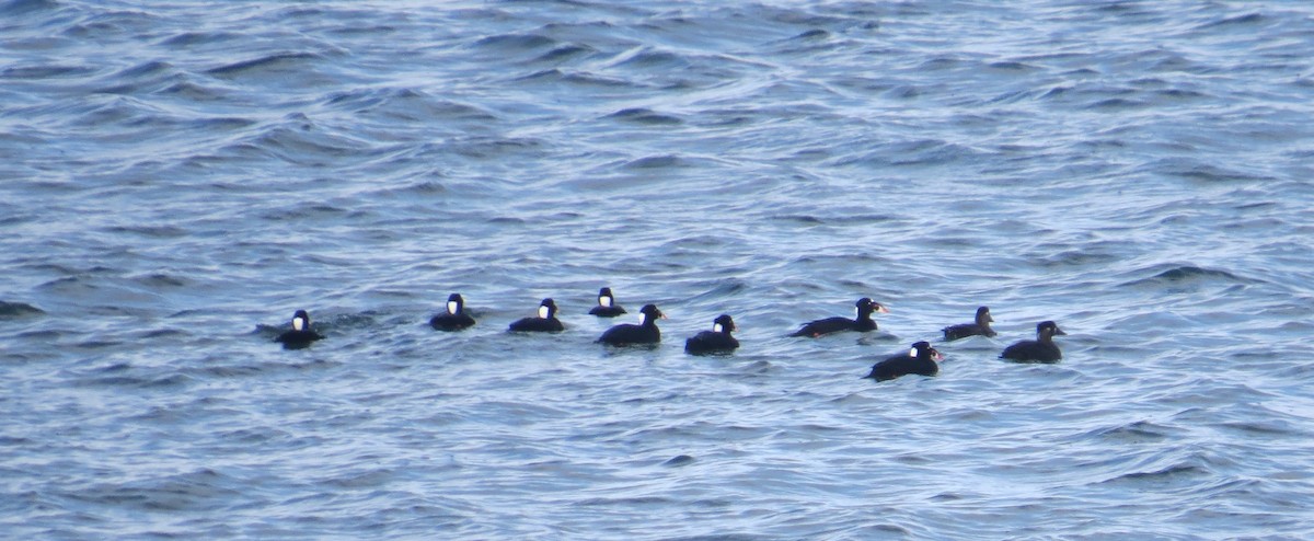 Surf Scoter - ML646696364