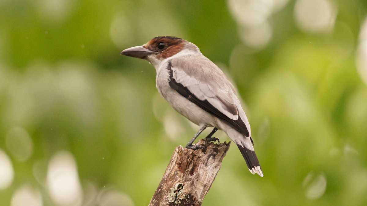 Black-crowned Tityra - ML646696368