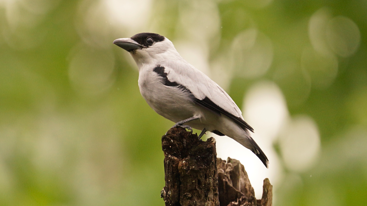 Black-crowned Tityra - ML646696369