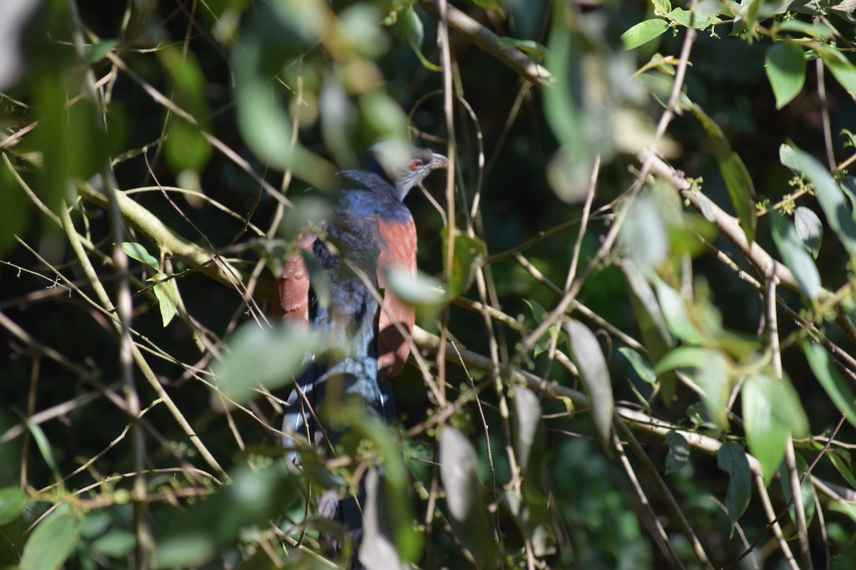Greater Coucal - ML646696372