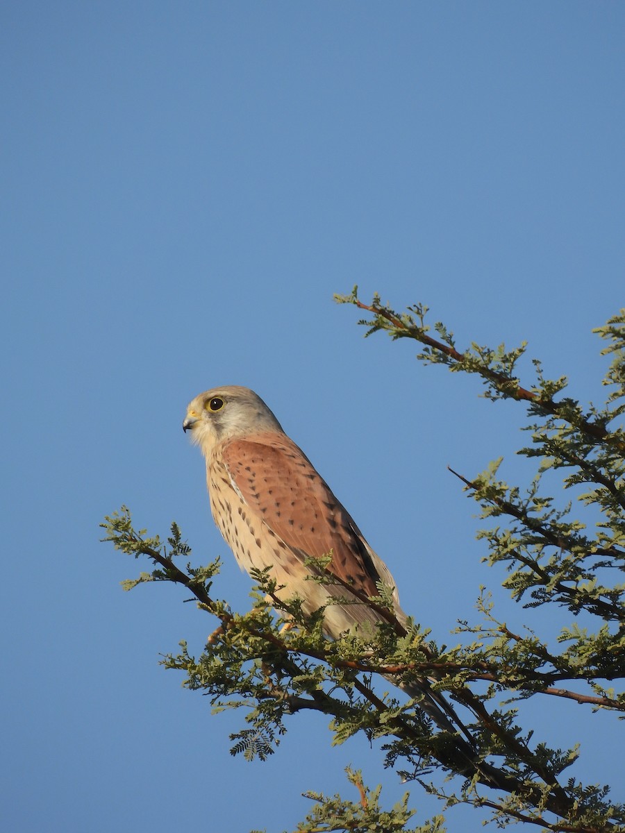 チョウゲンボウ - ML646696373