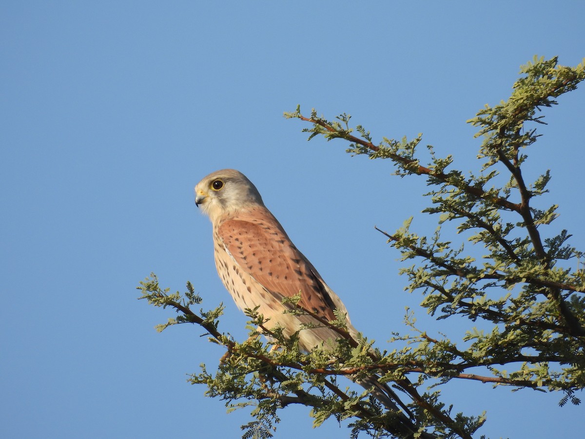 チョウゲンボウ - ML646696374