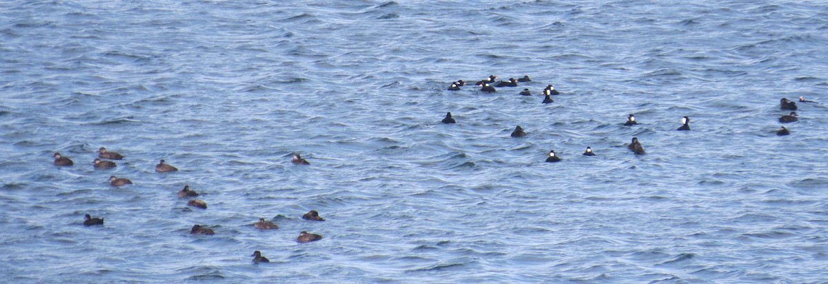 Black Scoter - ML646696375