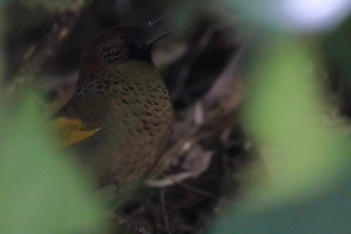 Chestnut-crowned Laughingthrush - ML646696376