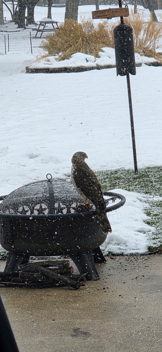 Gavilán de Cooper - ML646696383