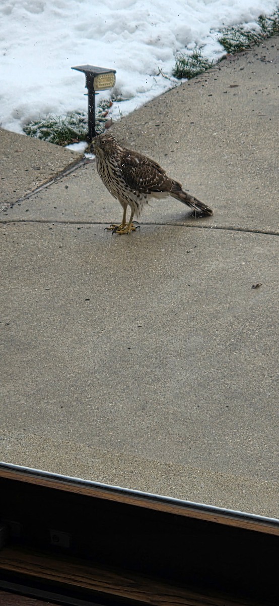 Gavilán de Cooper - ML646696384