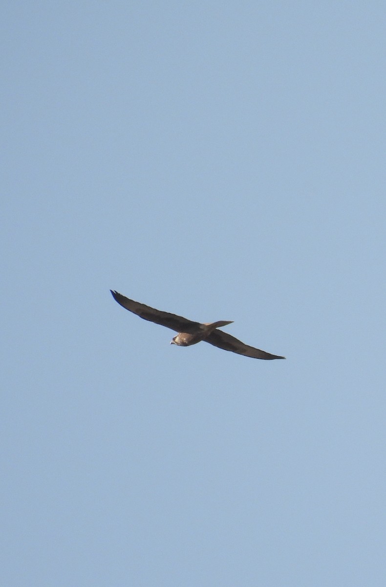 ラガーハヤブサ - ML646696385