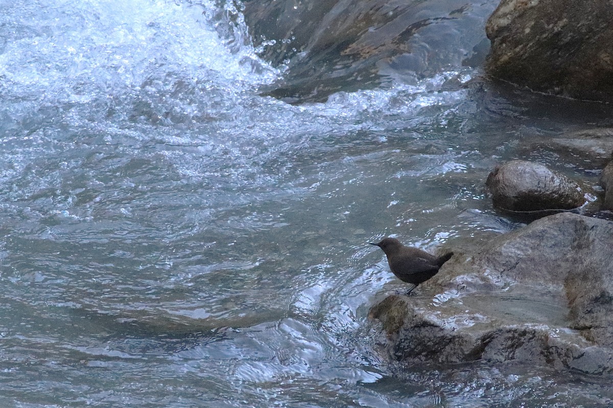 Brown Dipper - ML646696386
