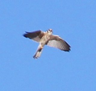 American Kestrel - ML646696393