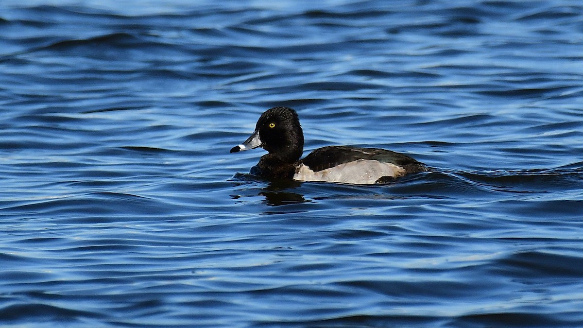 Ring-necked Duck - ML646696396