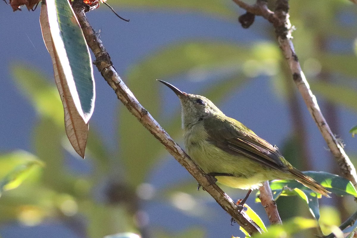 Mrs. Gould's Sunbird - ML646696397