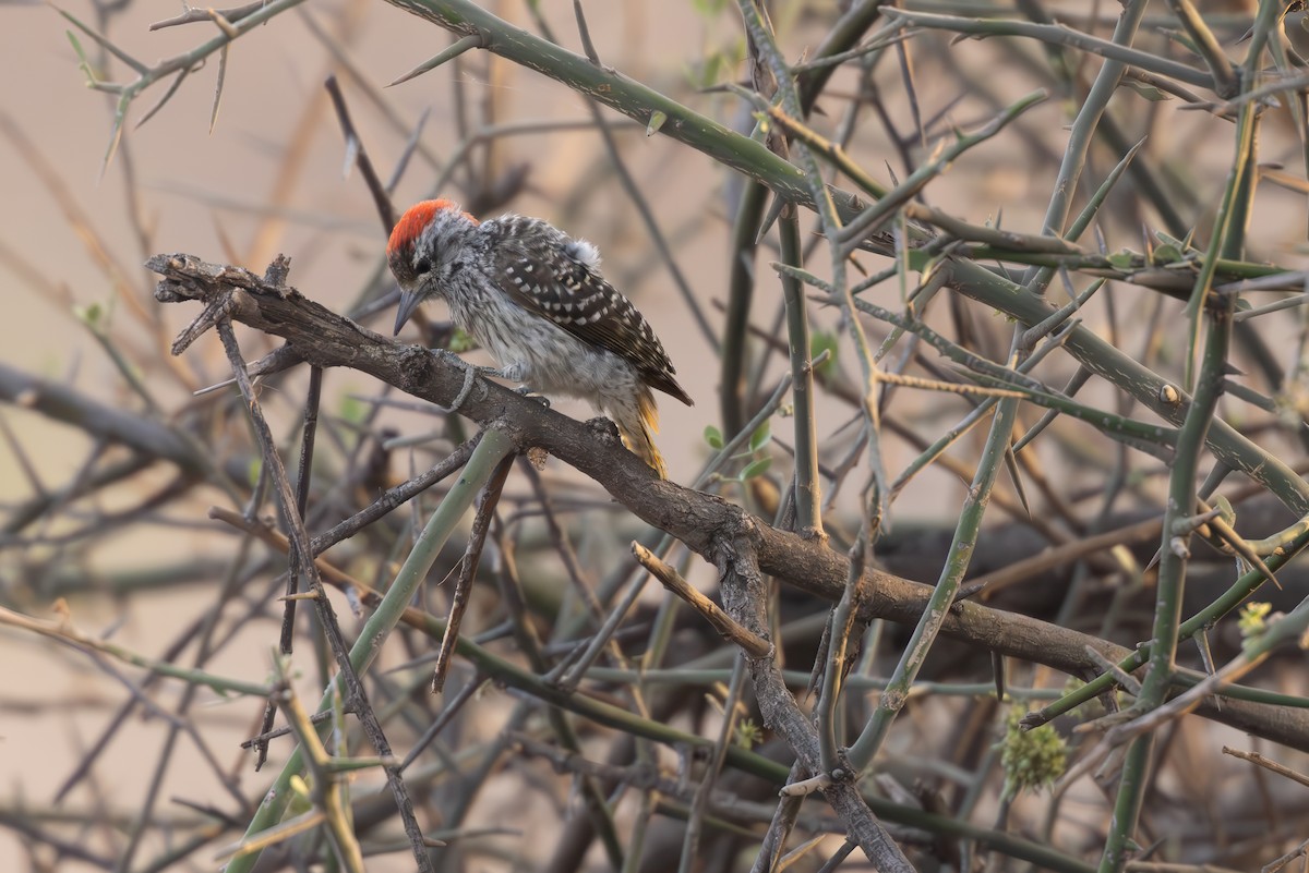 Cardinal Woodpecker - ML646696399