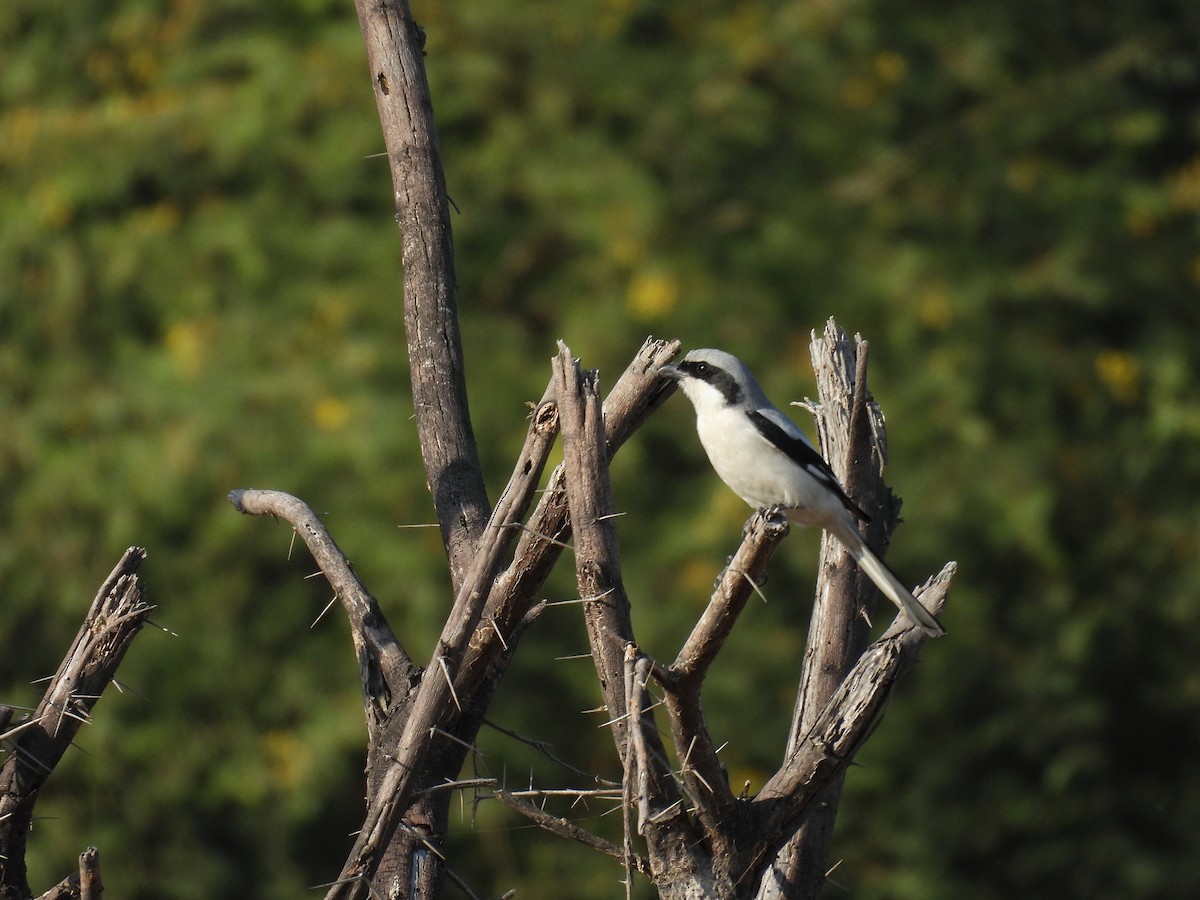 ヨーロッパオオモズ - ML646696401