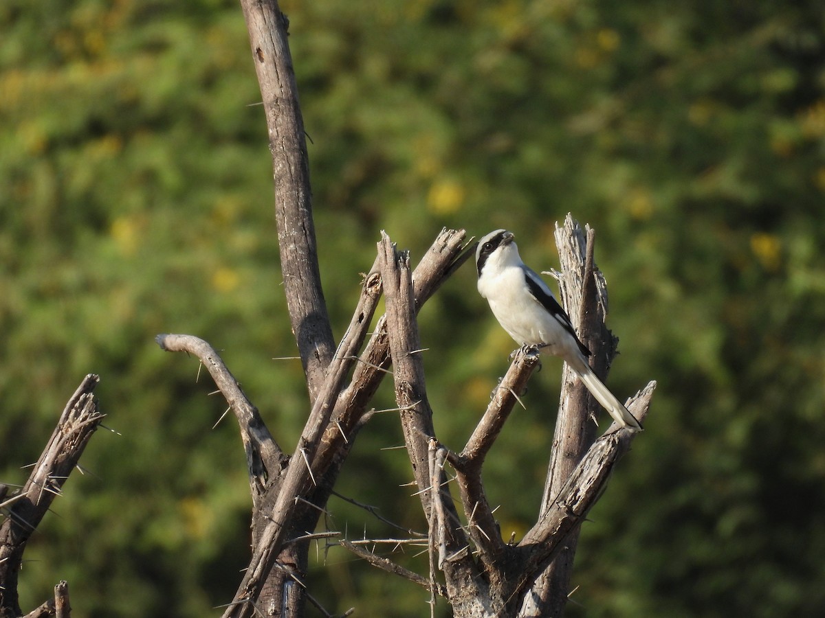 ヨーロッパオオモズ - ML646696402