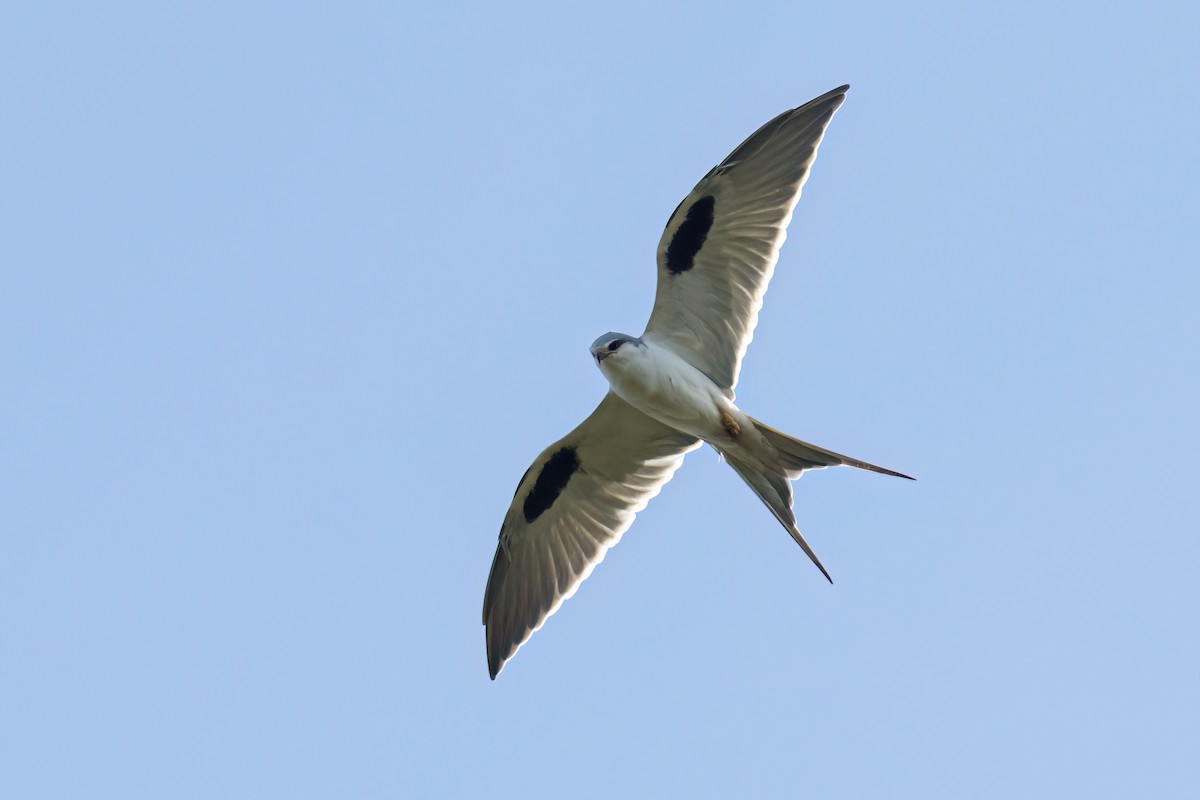 Élanion naucler - ML646696404