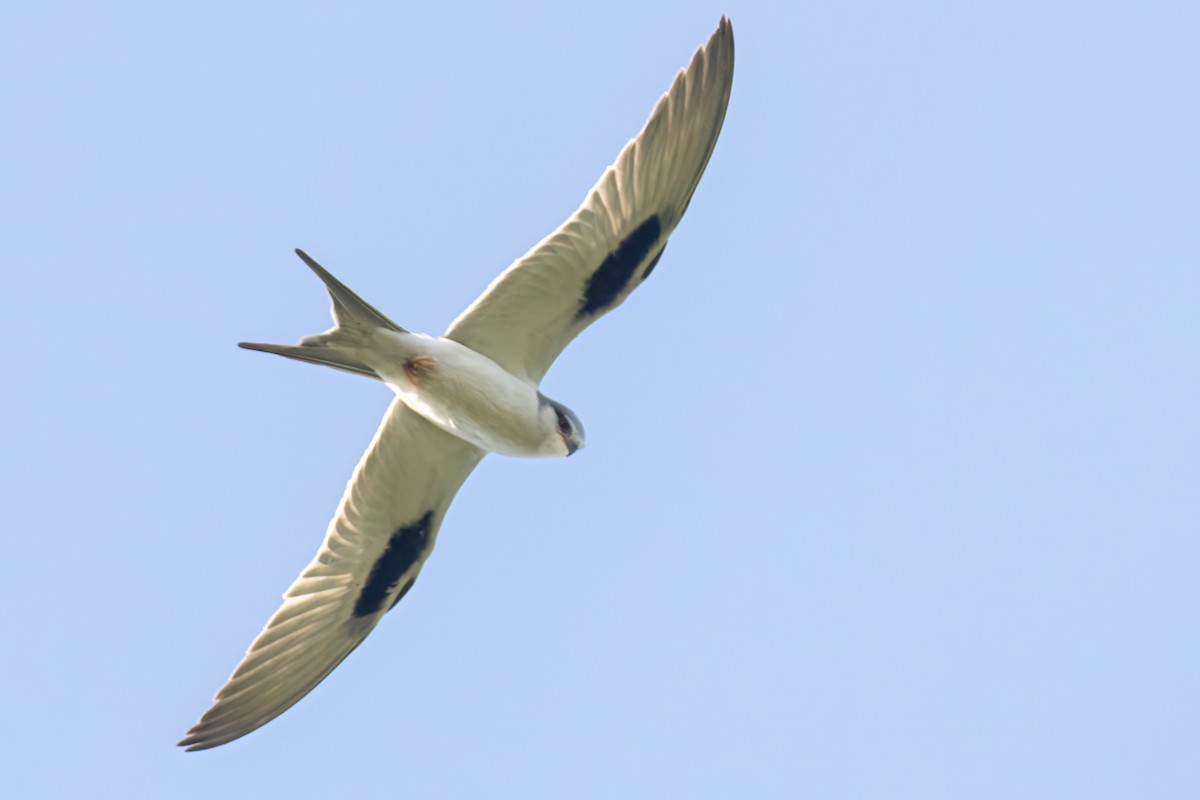 Élanion naucler - ML646696405