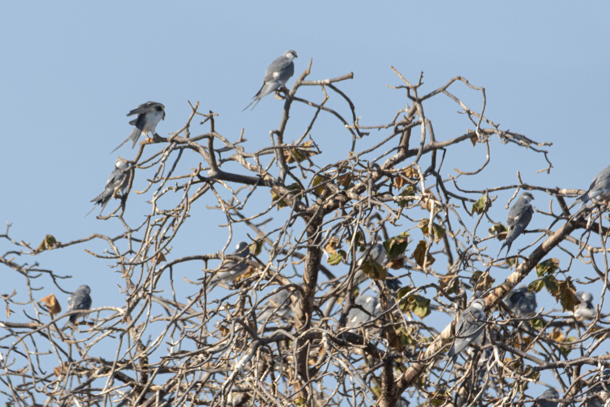 Élanion naucler - ML646696406