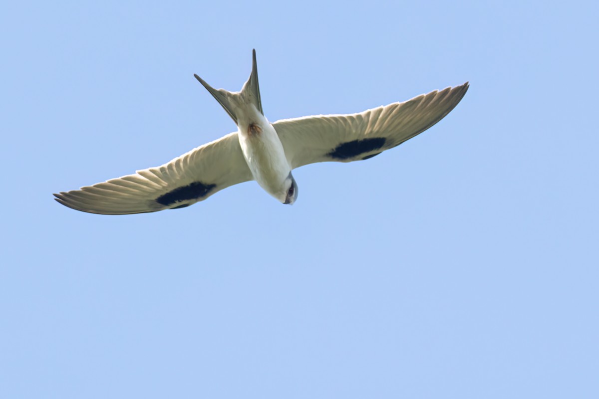 Élanion naucler - ML646696407