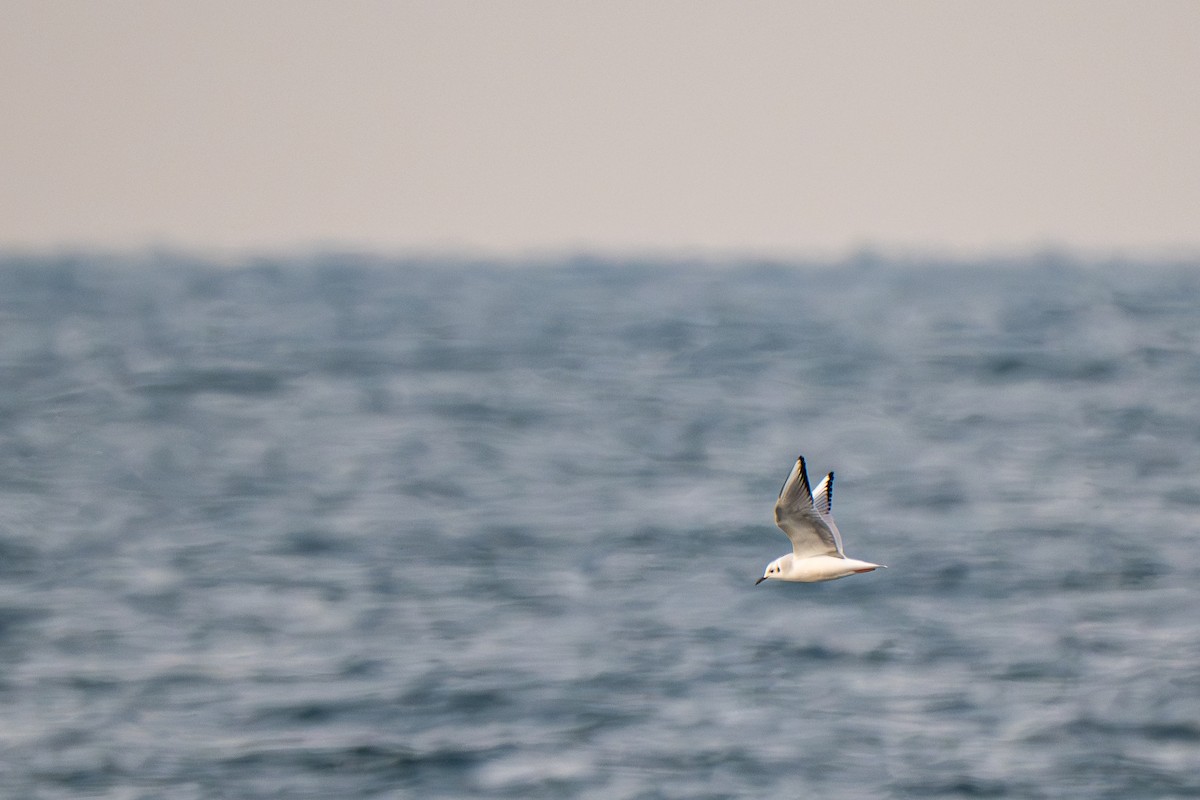 Küçük Karabaş Martı - ML646696408