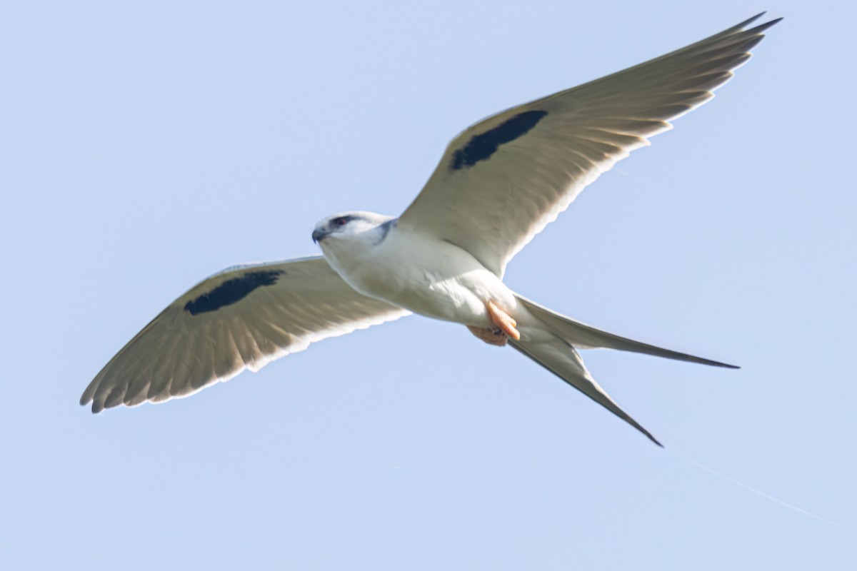 Élanion naucler - ML646696409