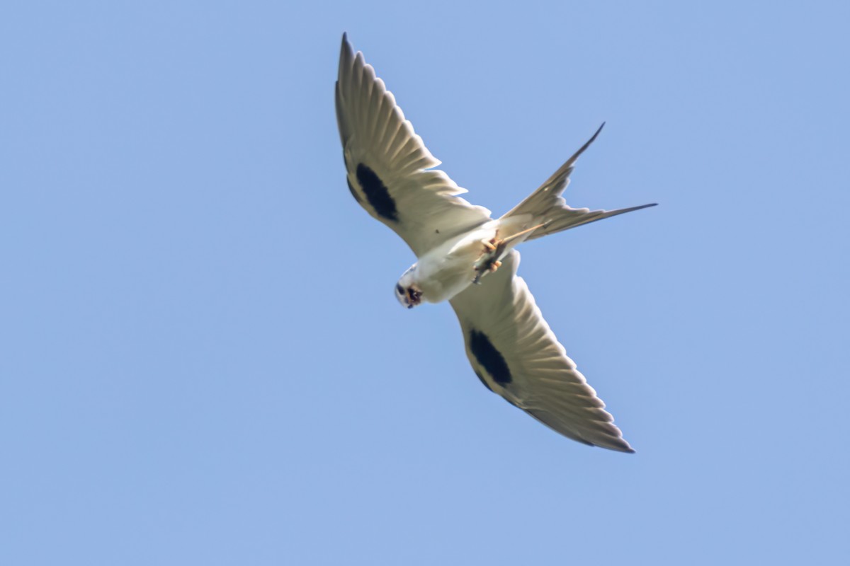 Élanion naucler - ML646696411