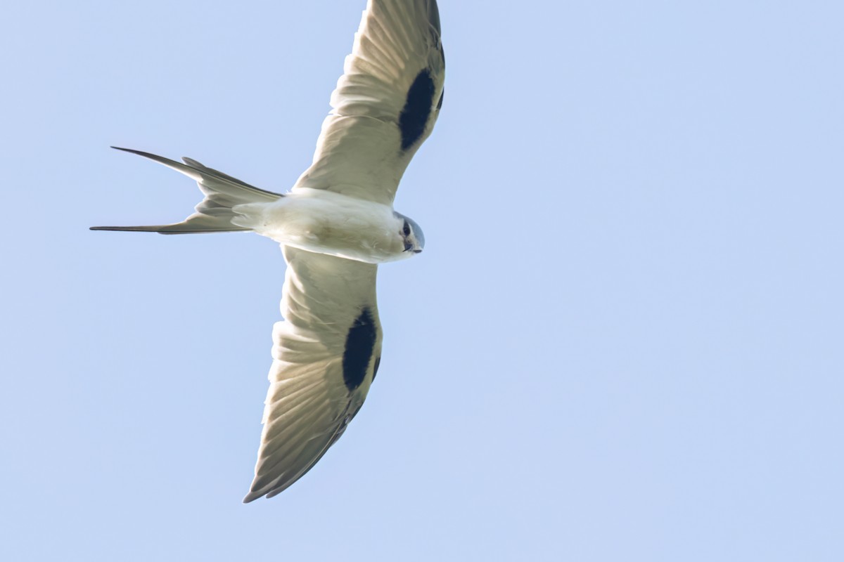 Élanion naucler - ML646696412