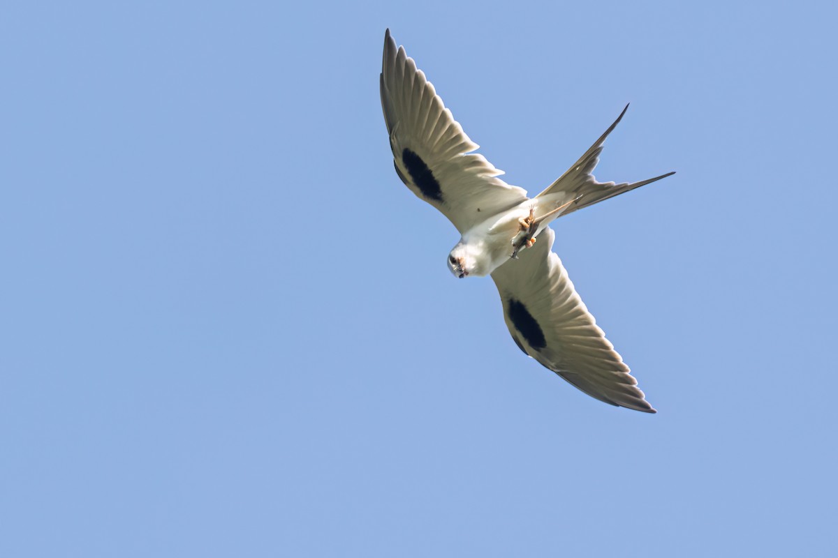 Élanion naucler - ML646696413