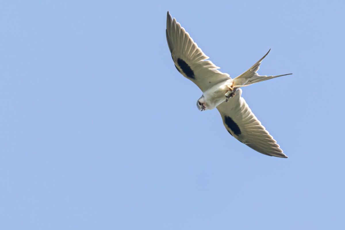 Scissor-tailed Kite - ML646696414