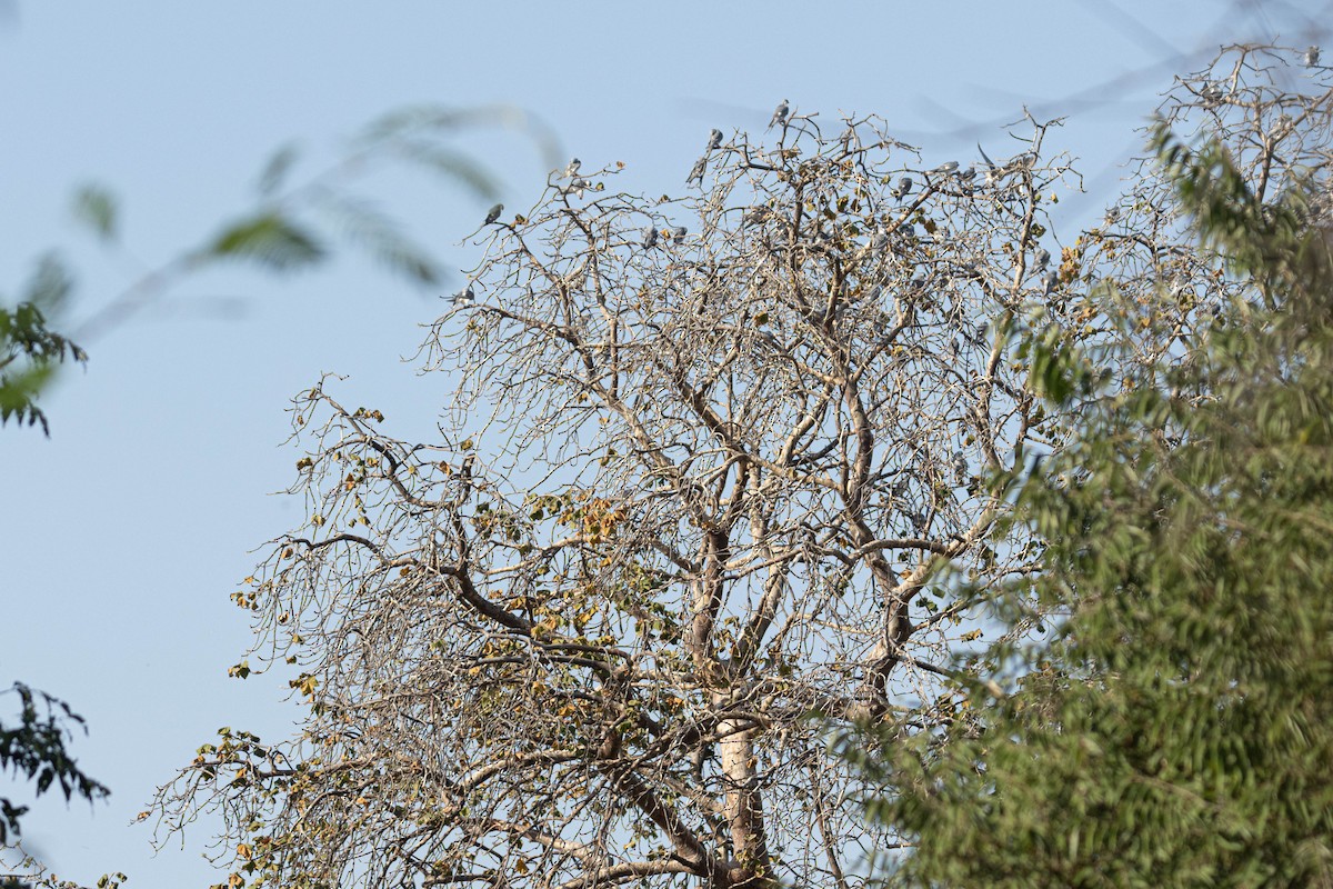 Scissor-tailed Kite - ML646696415