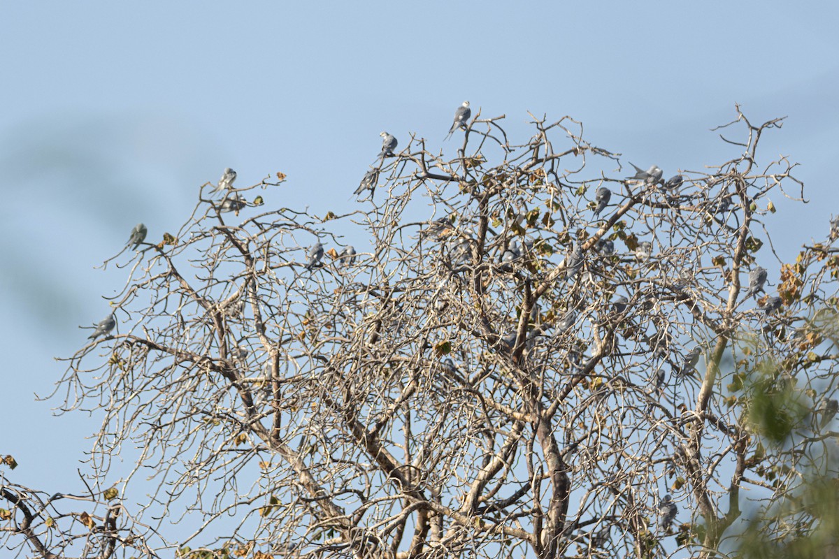 Scissor-tailed Kite - ML646696416