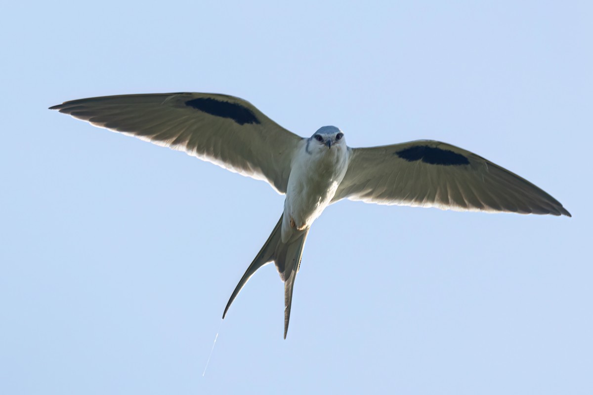 Scissor-tailed Kite - ML646696417
