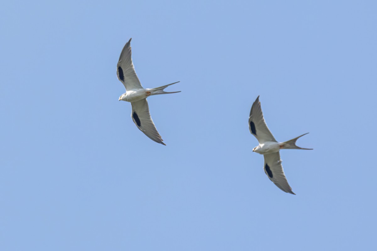 Scissor-tailed Kite - ML646696418