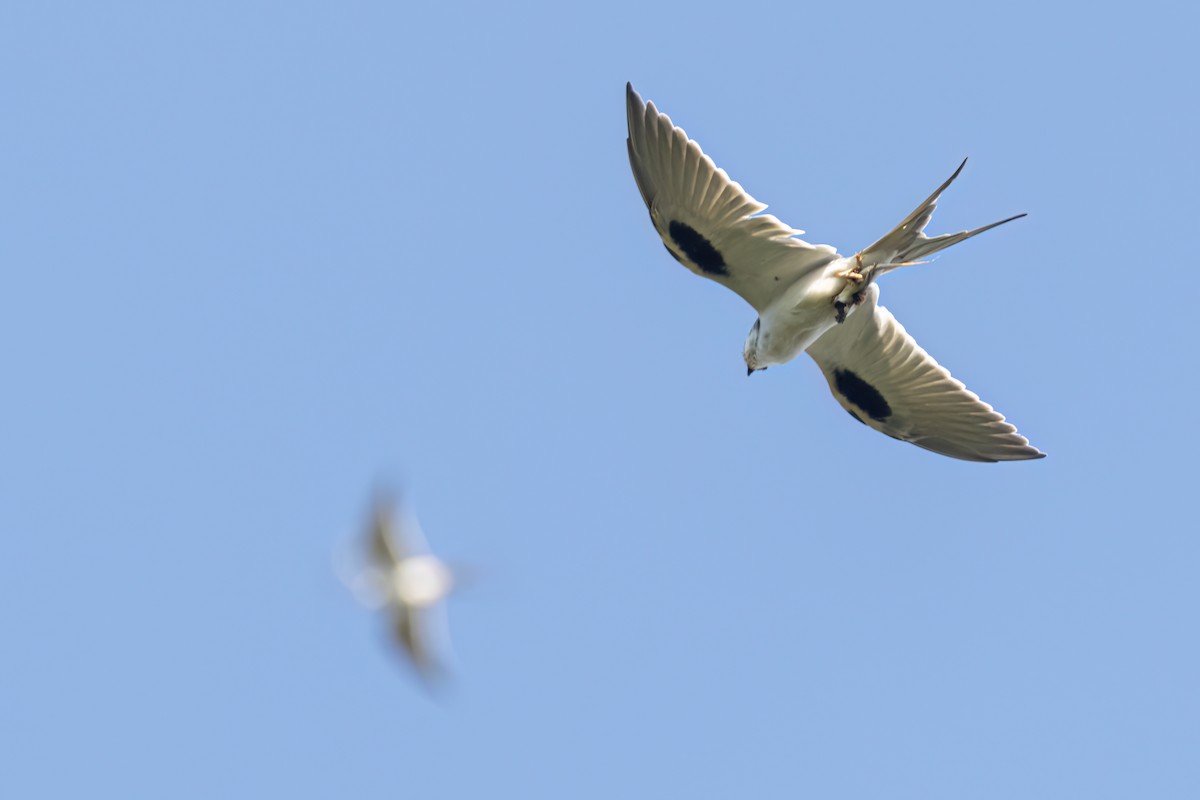 Scissor-tailed Kite - ML646696419