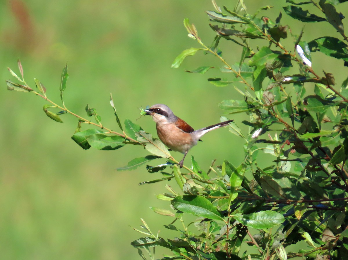 セアカモズ - ML646696420