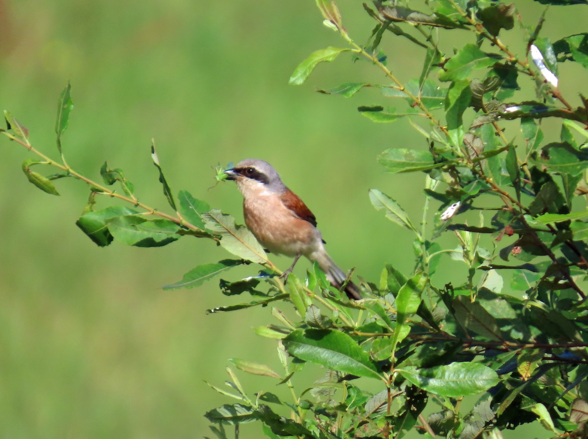 セアカモズ - ML646696421