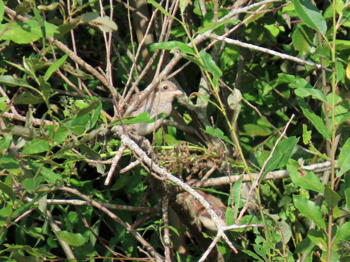 セアカモズ - ML646696422