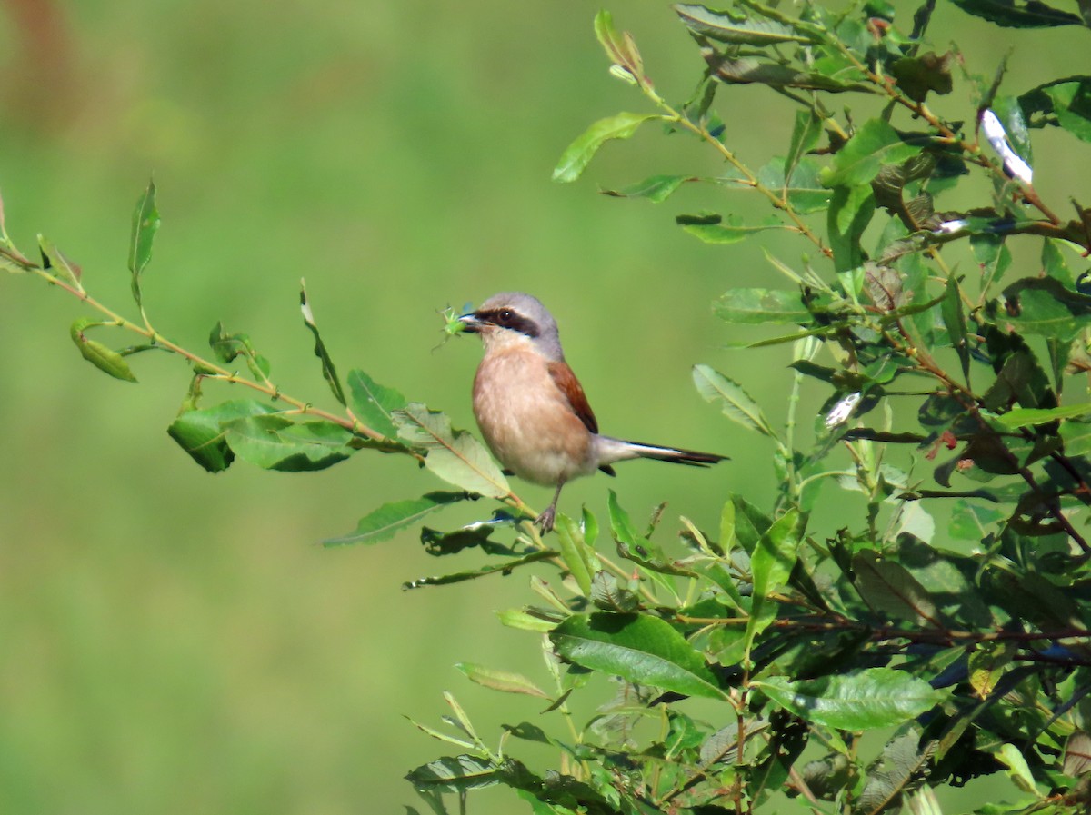 セアカモズ - ML646696423