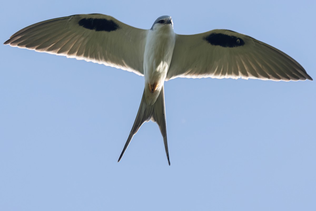 Élanion naucler - ML646696424