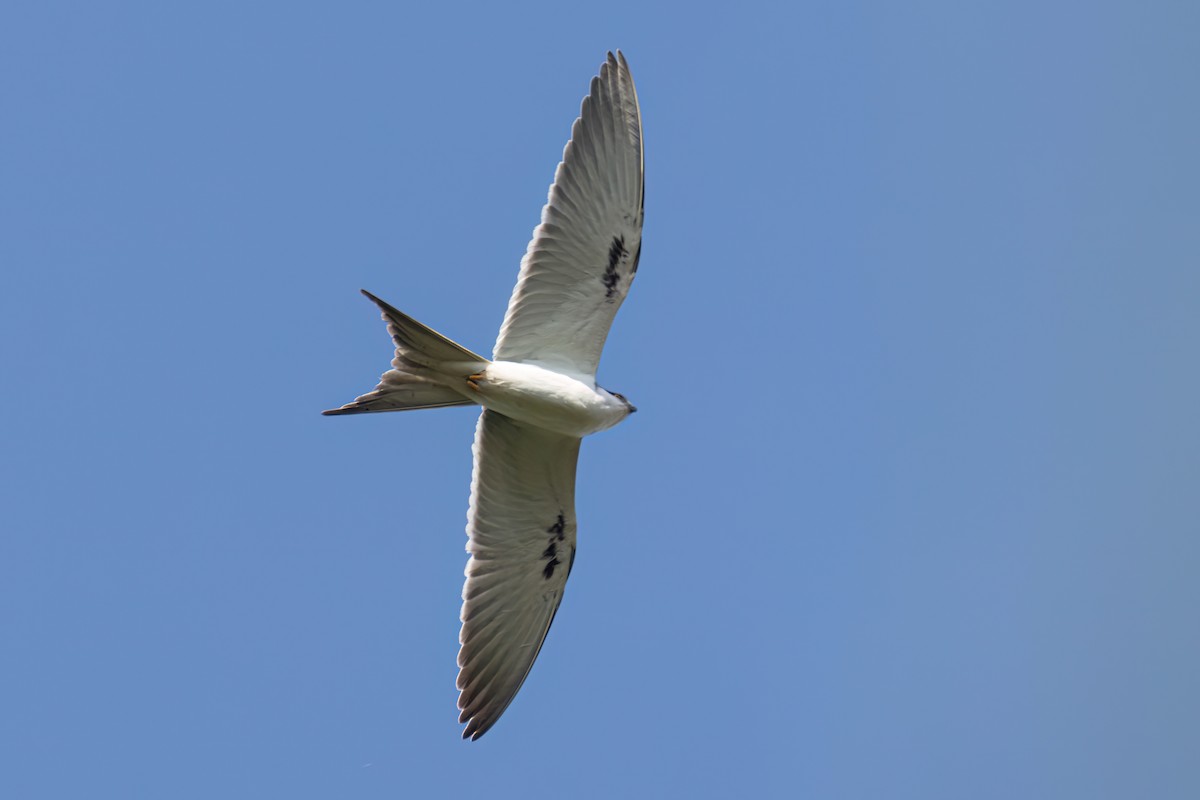 Élanion naucler - ML646696425