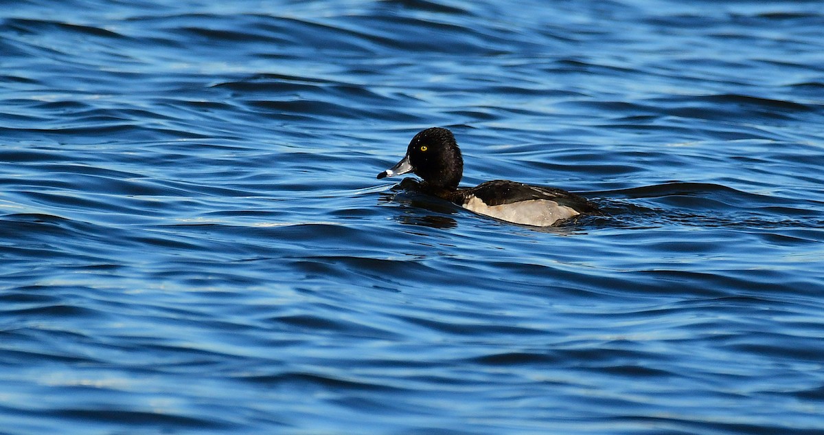 Ring-necked Duck - ML646696427