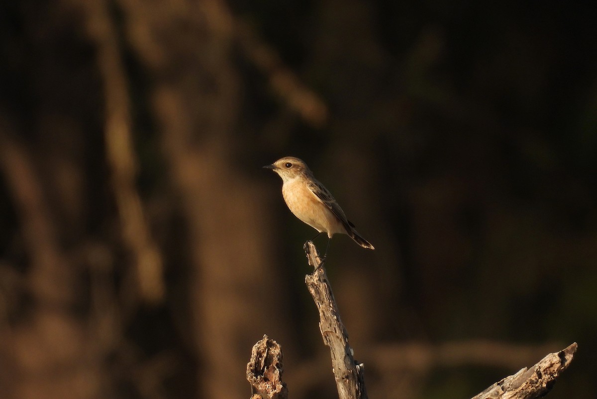 シベリアノビタキ - ML646696428