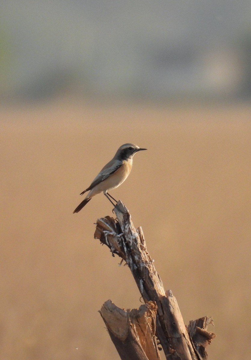 サバクヒタキ - ML646696429